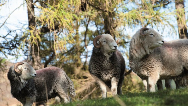 Herdwick Lamb